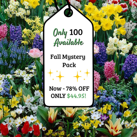 Adventure Pack 250+ Bulbs