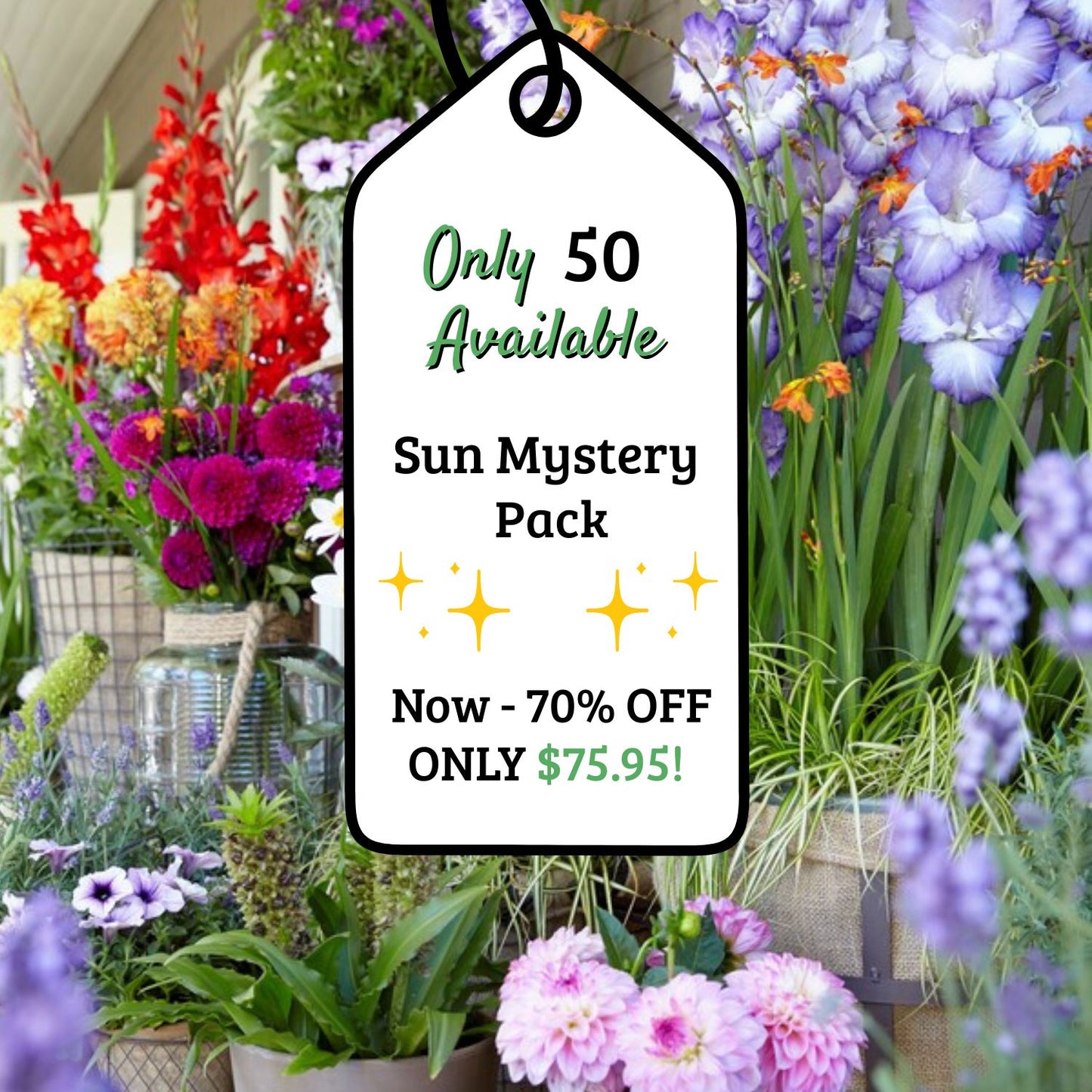 Adventure Pack 200+ Sun Perennials
