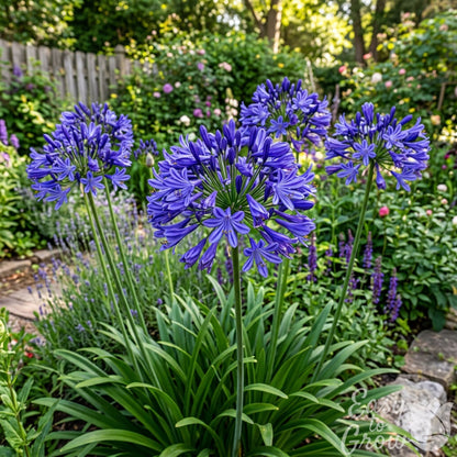 Agapanthus - Delft Blue