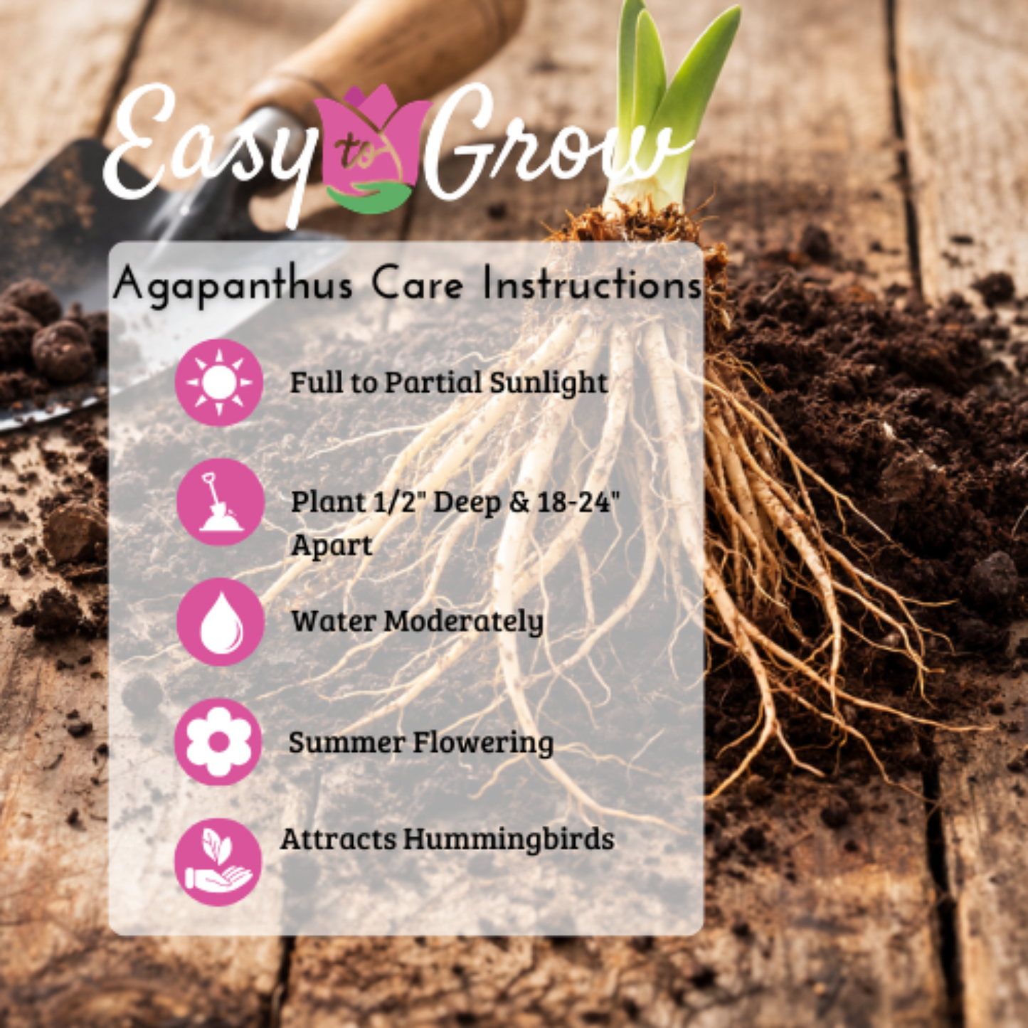 Agapanthus - Black Buddhist