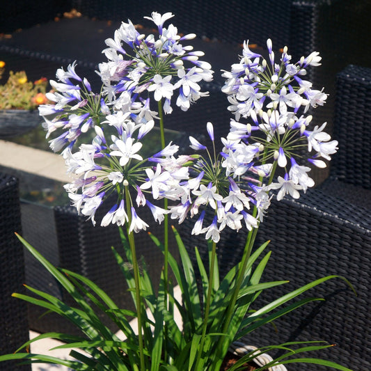 Bicolor white and purple Agapanthus blooms