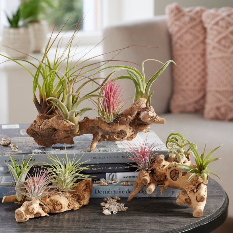 Air Plant Tillandsia Houseplants