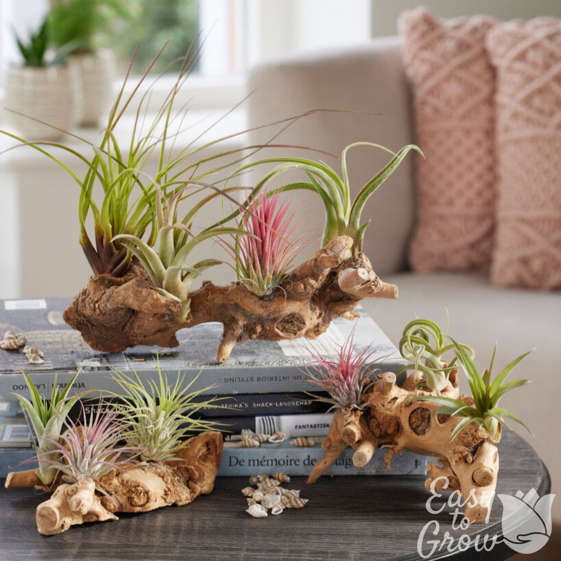 air plants amazon prime Easy to Grow Bulbs Air Plant
