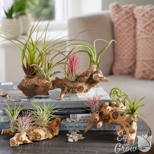 Air Plant Tillandsia Houseplants