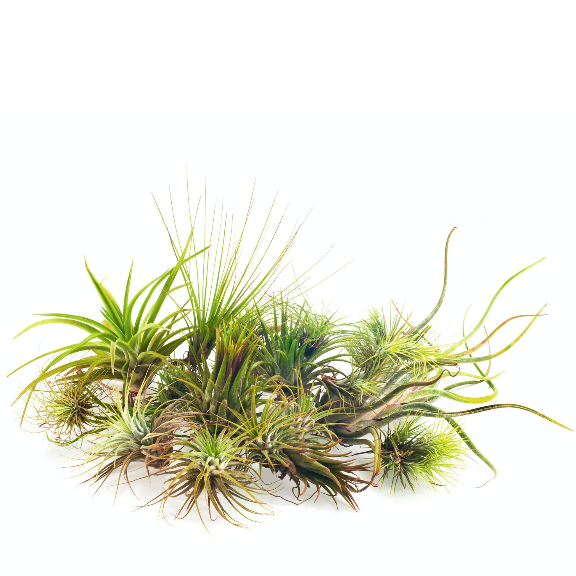 live air plants for sale Assorted Tillandsia Air Plants For Sale – Easy To Grow Bulbs