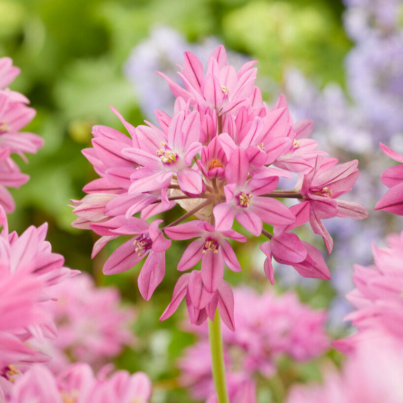 Allium Oreophilum - Thumbnail 2