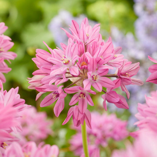 Allium Oreophilum Flower Bulb