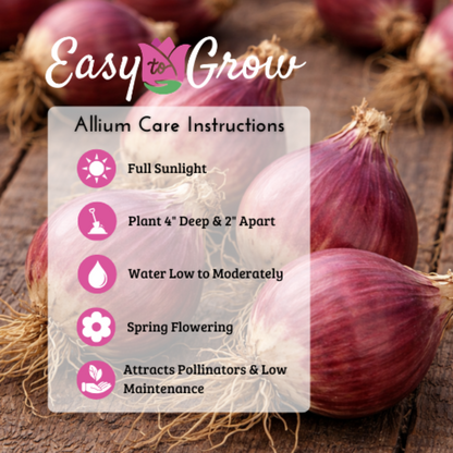 allium care instructions