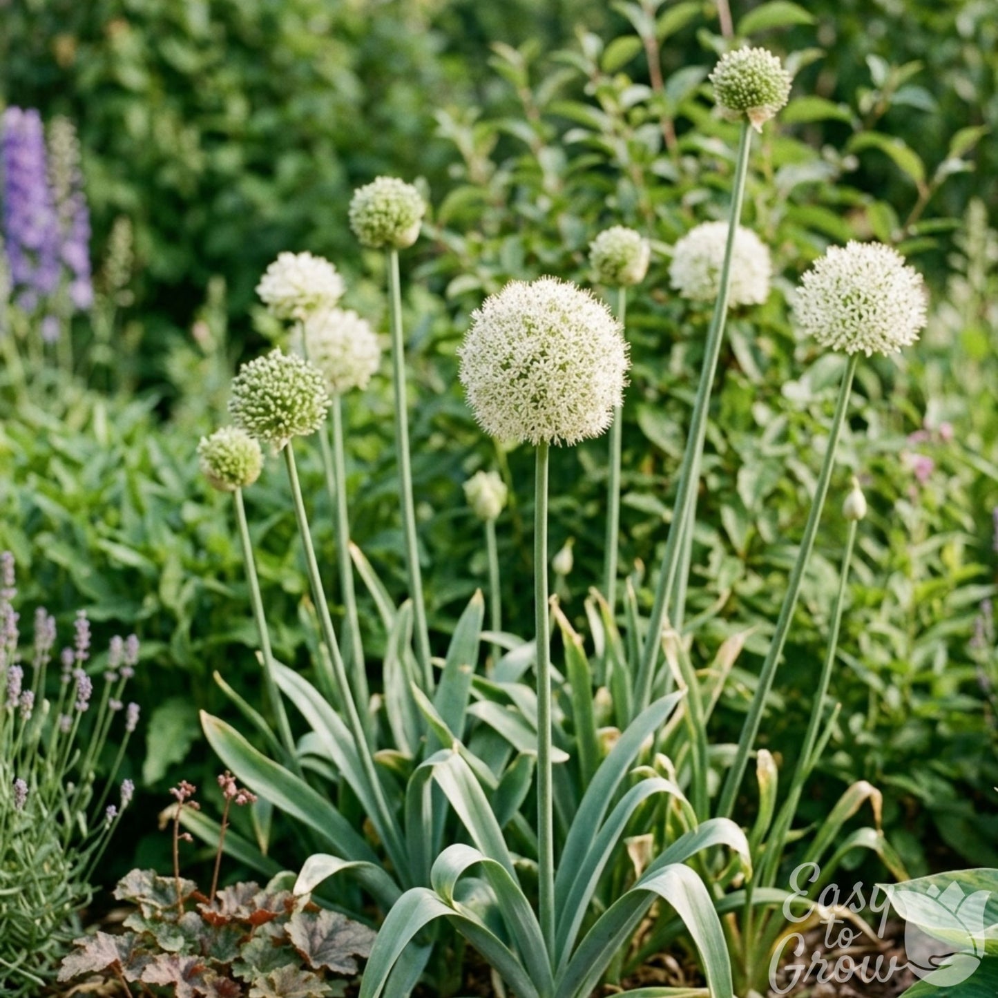 Allium Flocon features globes of white blooms