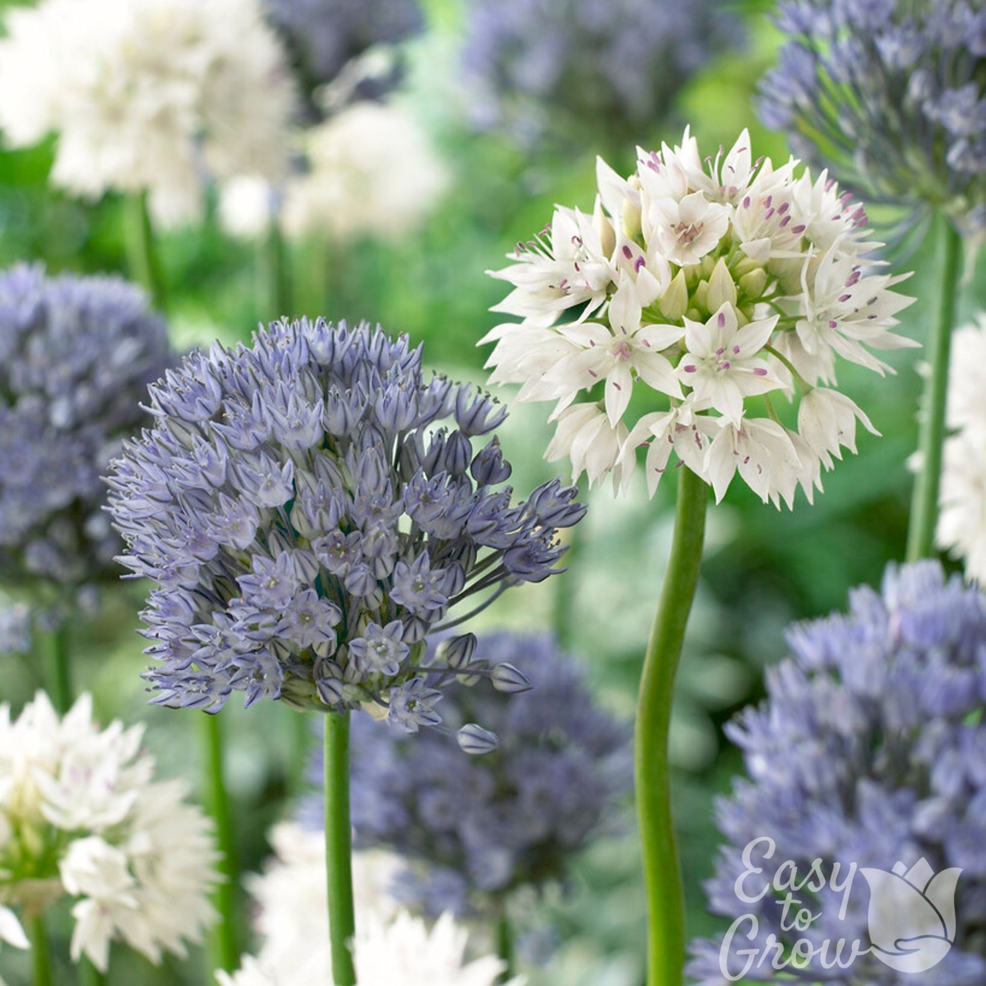 blue and white mixed Allium