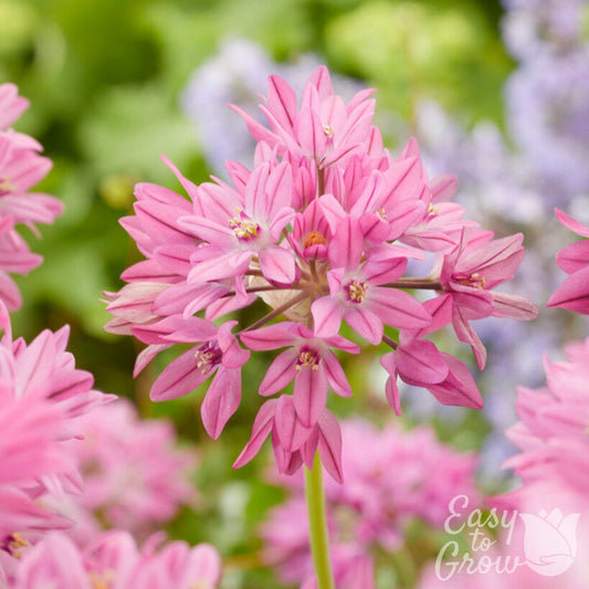 pink blooms of Allium Oreophilum