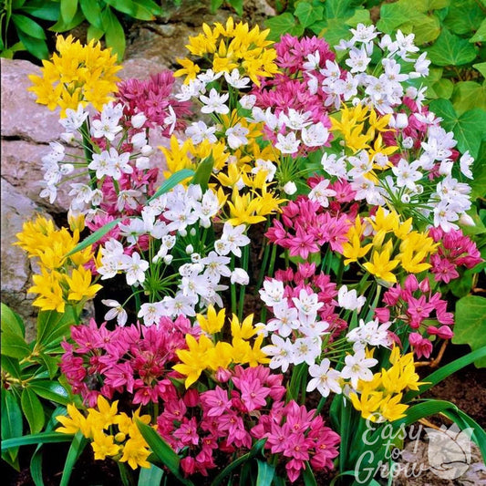 Yellow, Pink, and White Allium Playful Party Mix