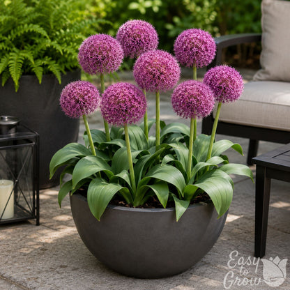 Allium Red Giant blooming in a patio container