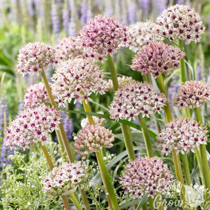 Allium silver spring blooms in garden
