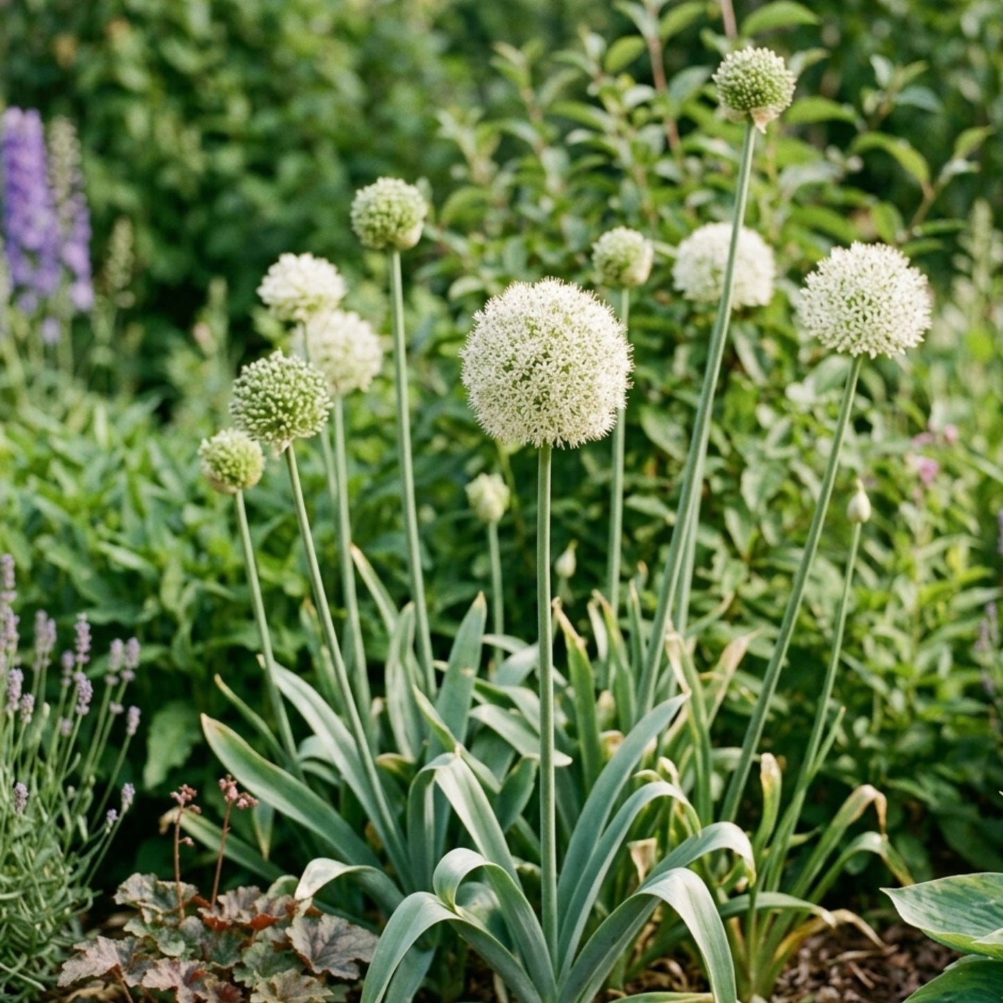 Allium - neapolitanum Flocon