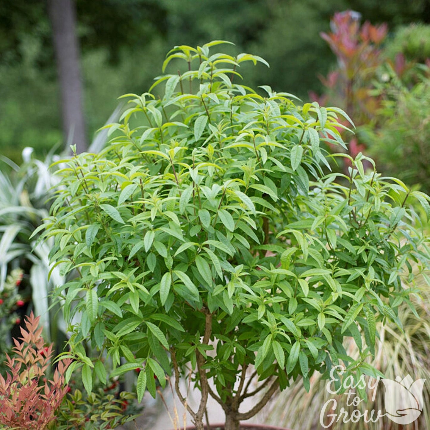 Aloysia Lemon Verbena Plant growing in a pot