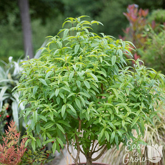 Aloysia Lemon Verbena Plant growing in a pot