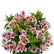 Alstroemeria Plants for Sale Online | Inca Magic – Easy To Grow Bulbs
