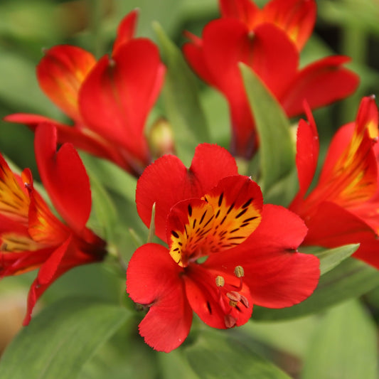 Alstroemeria Inca Fire in the garden