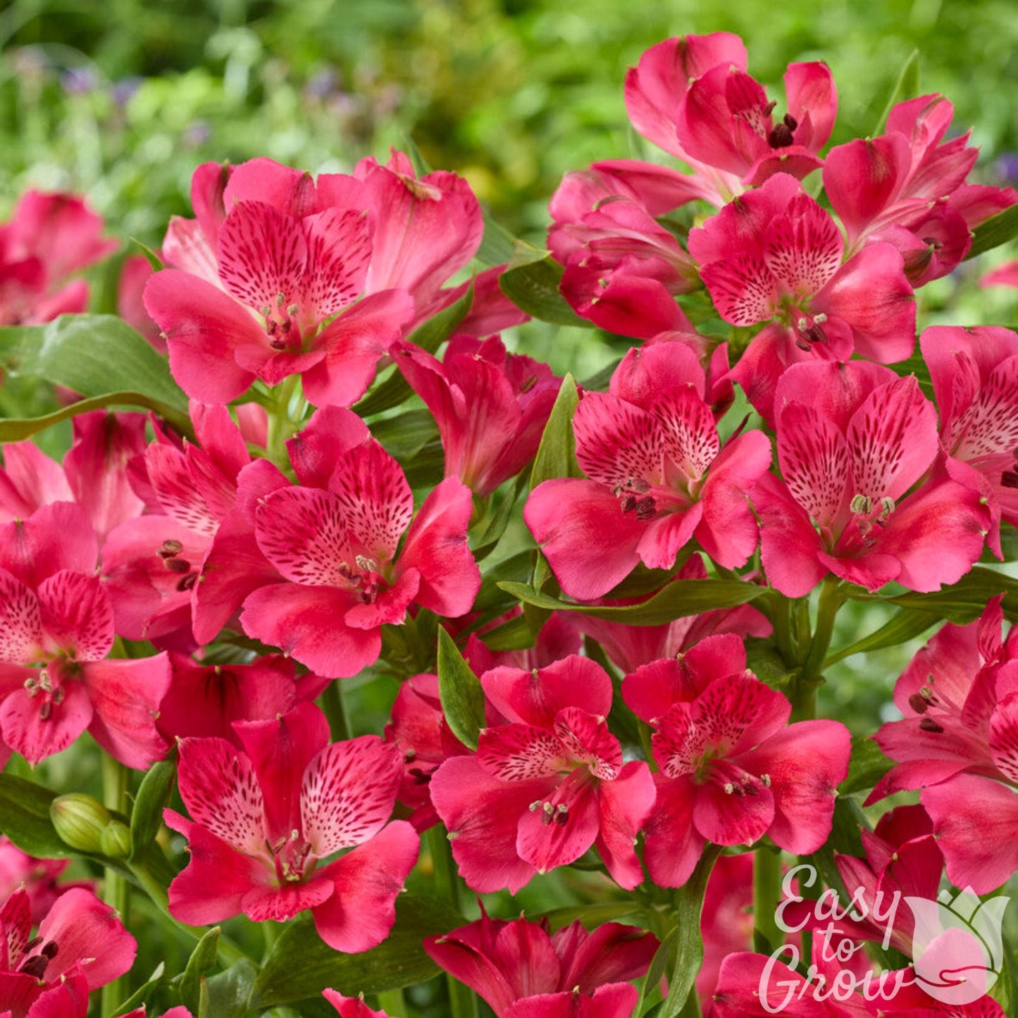 Alstroemeria Inca Candy in bloom