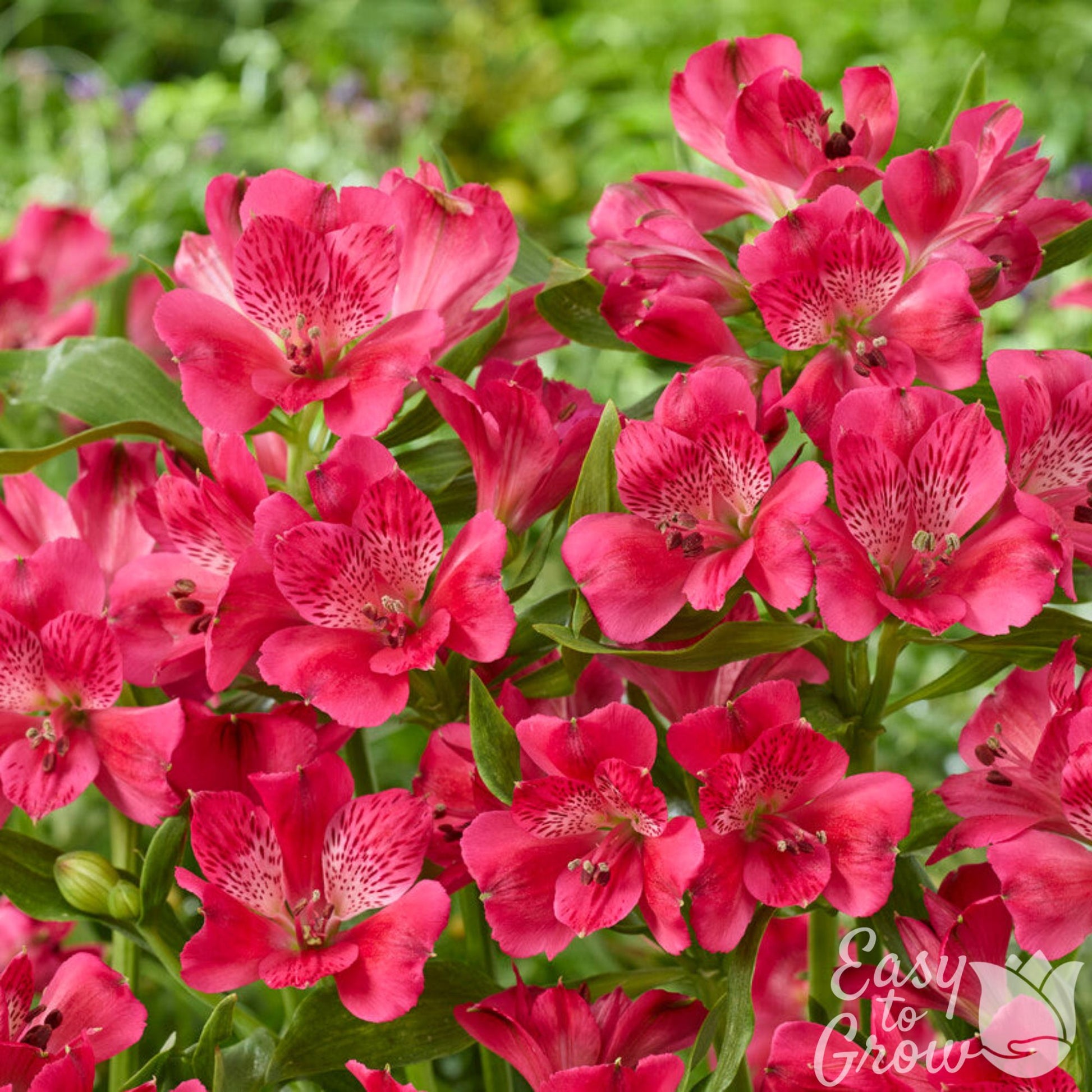 Alstroemeria Inca Candy in bloom