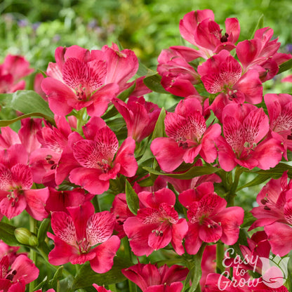 Alstroemeria Inca Candy in bloom