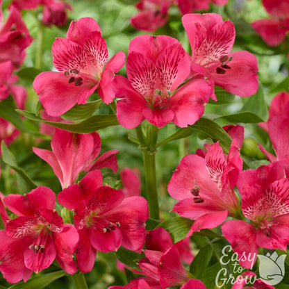 Alstroemeria Inca Candy in the garden