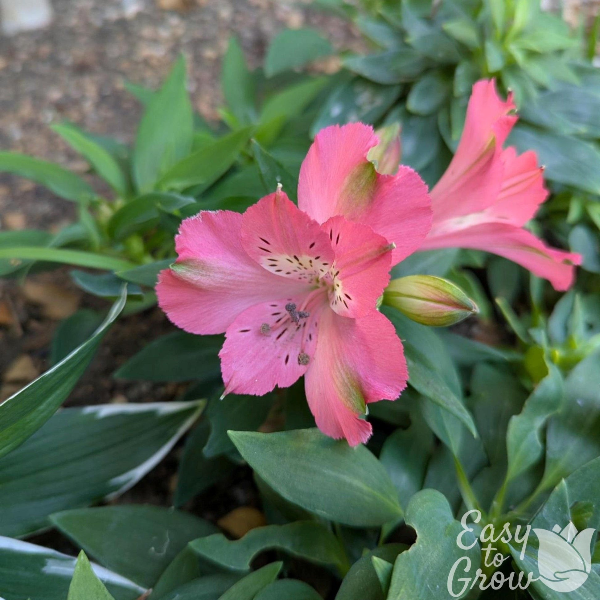Alstroemeria Inca Coral blooms in the garden