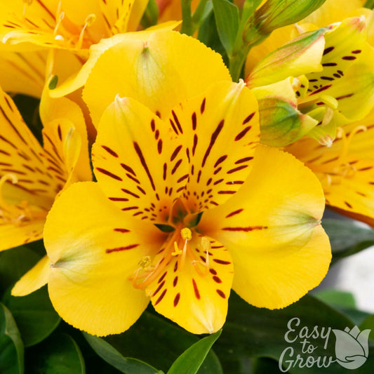 close up of Alstroemeria Rio yellow flower
