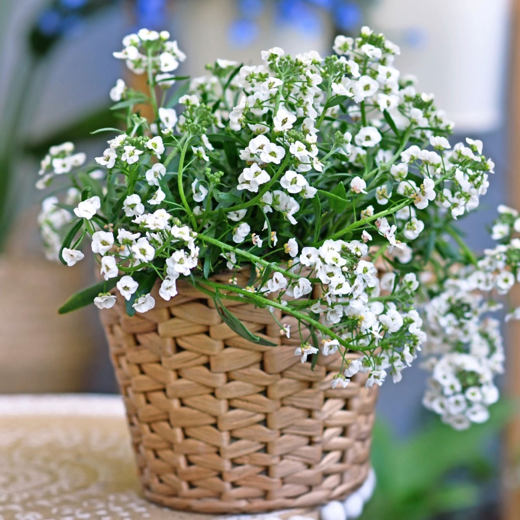 planting alyssum seeds indoors Alyssum Seed