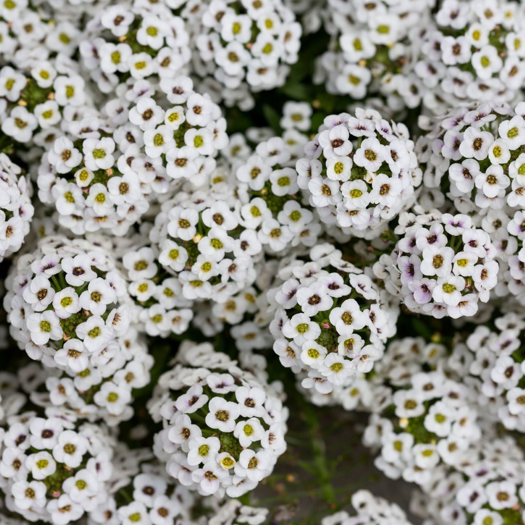 alyssum seed to flower time Easy to Grow Alyssum Seed