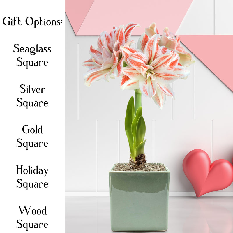 amaryllis dancing queen in seaglass square valentines