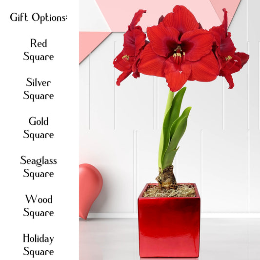 amaryllis ferrari in red square valentines