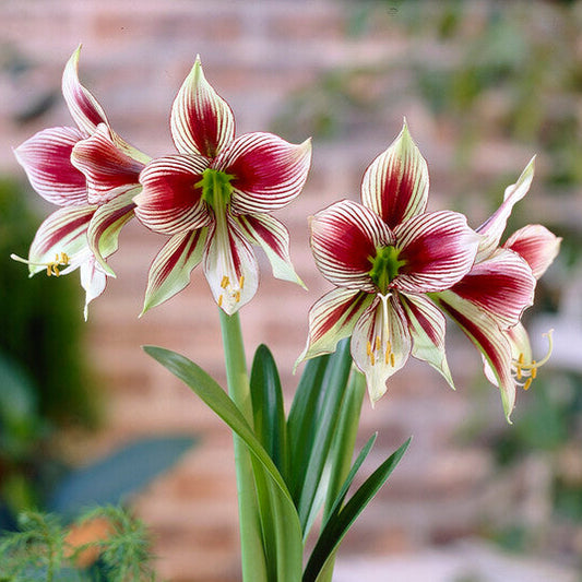 Amaryllis Papillio Butterfly Flower in Pot