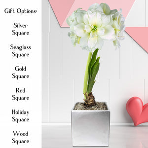 amaryllis snow drift in silver square valentines