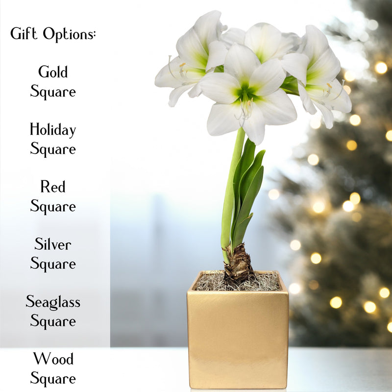 Amaryllis White Christmas Gift in a Square Planter