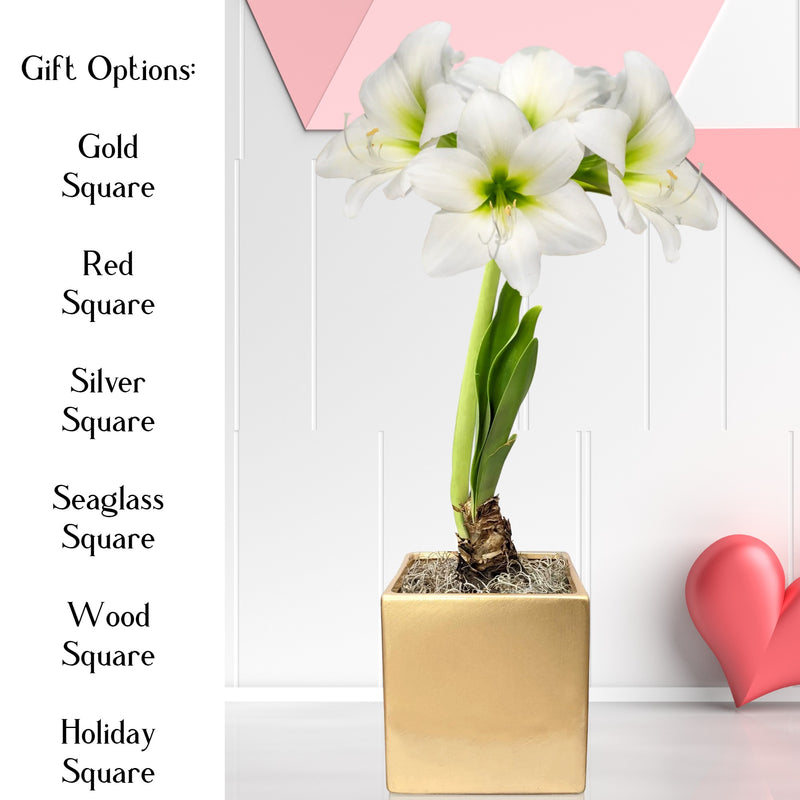 amaryllis white christmas in gold square valentines