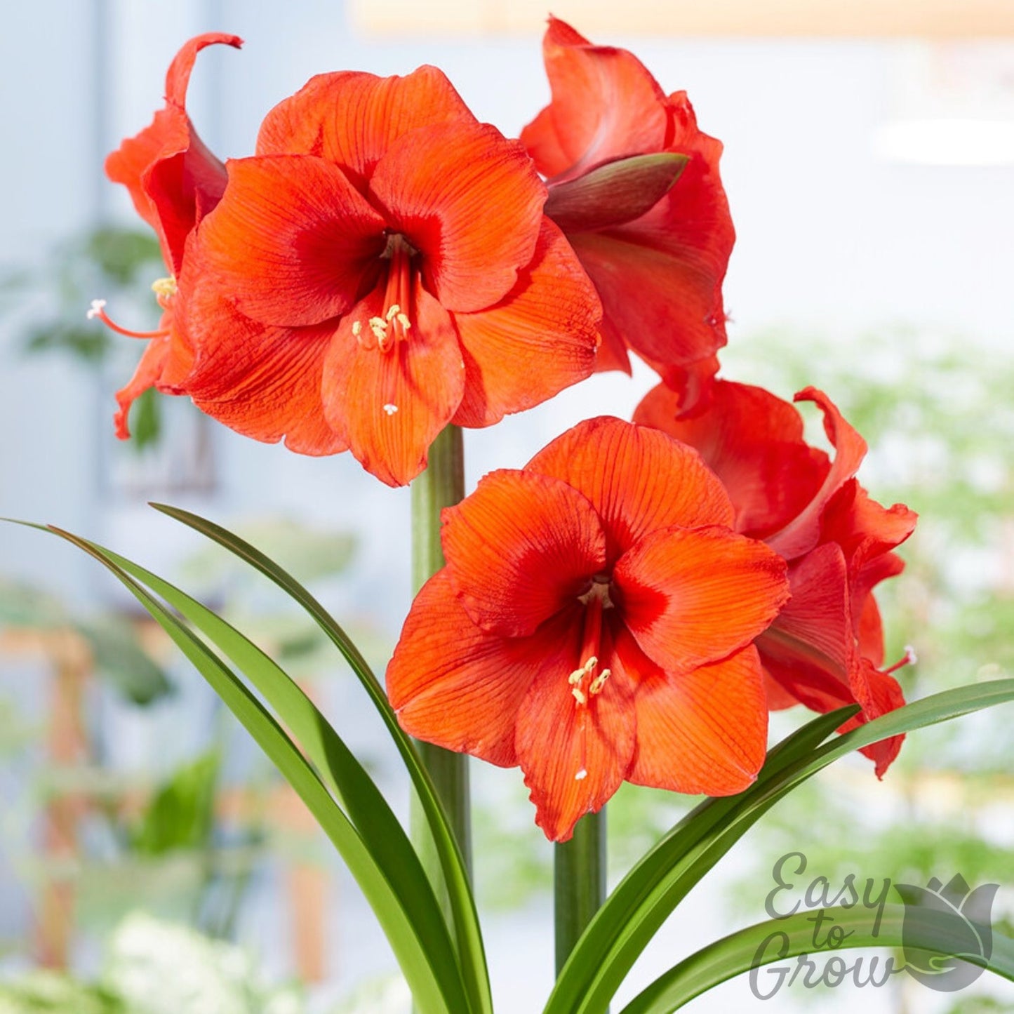 orange-red blooms of Amaryllis Desire
