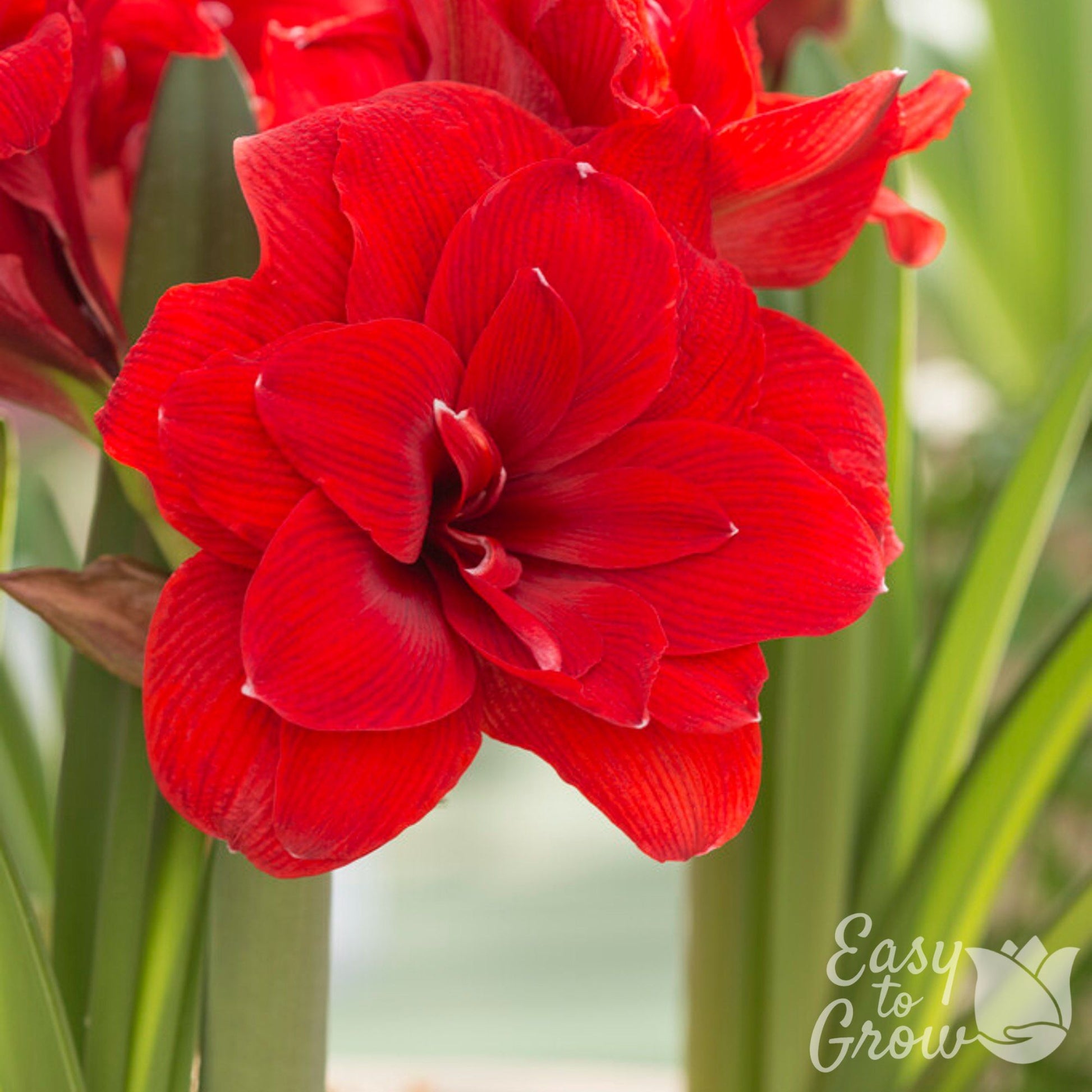 Red double blooms of Amaryllis Double Dragon