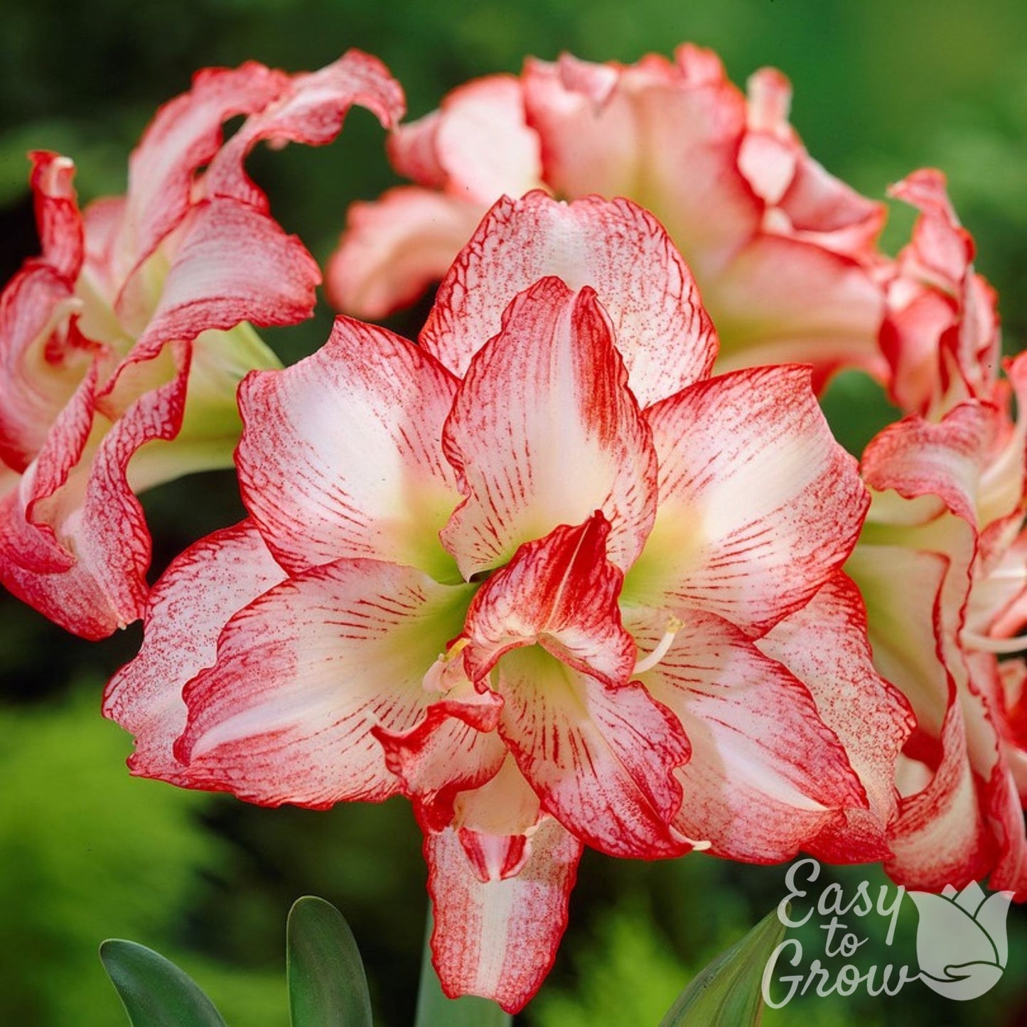 red and white blooms of amaryllis double record