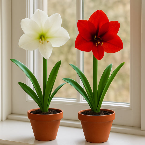 Red and White Amaryllis Bulbs - Jingle Bells Duo Collection – Easy