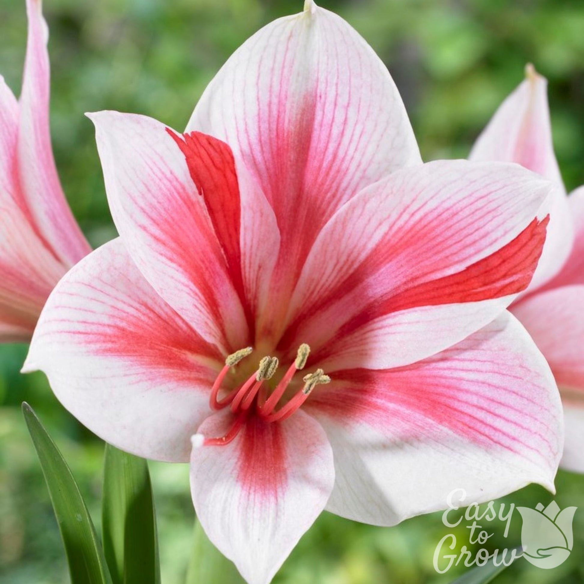 red, pink and white blooms of amaryllis gervase