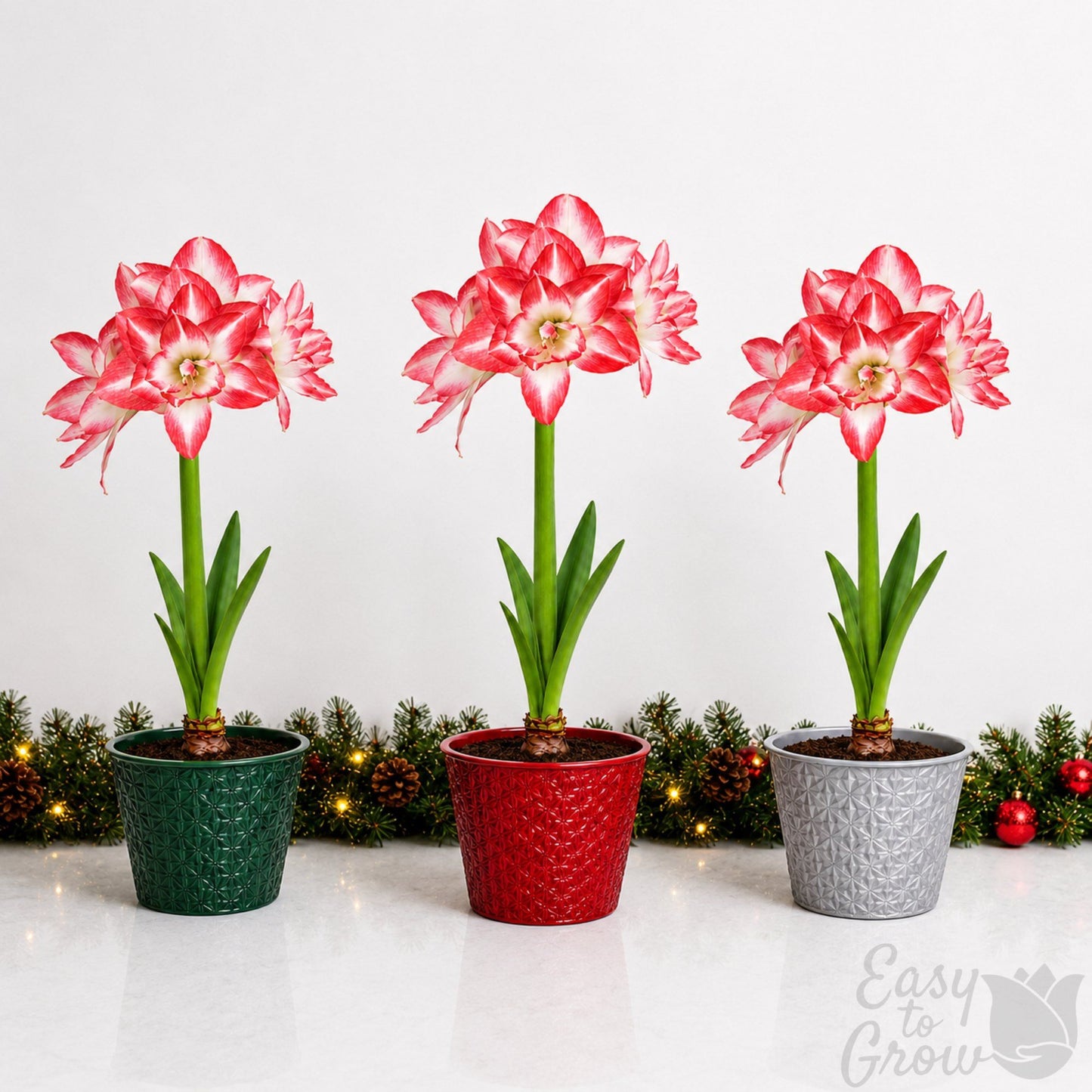 amaryllis blossom peacock blooming in a gift pot