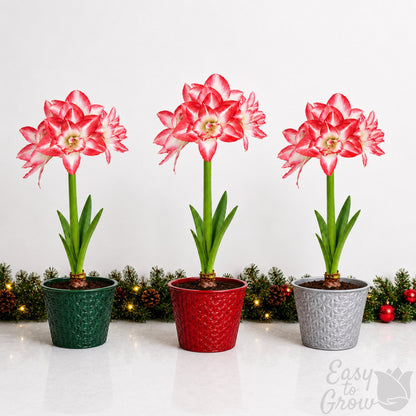 amaryllis blossom peacock blooming in a gift pot