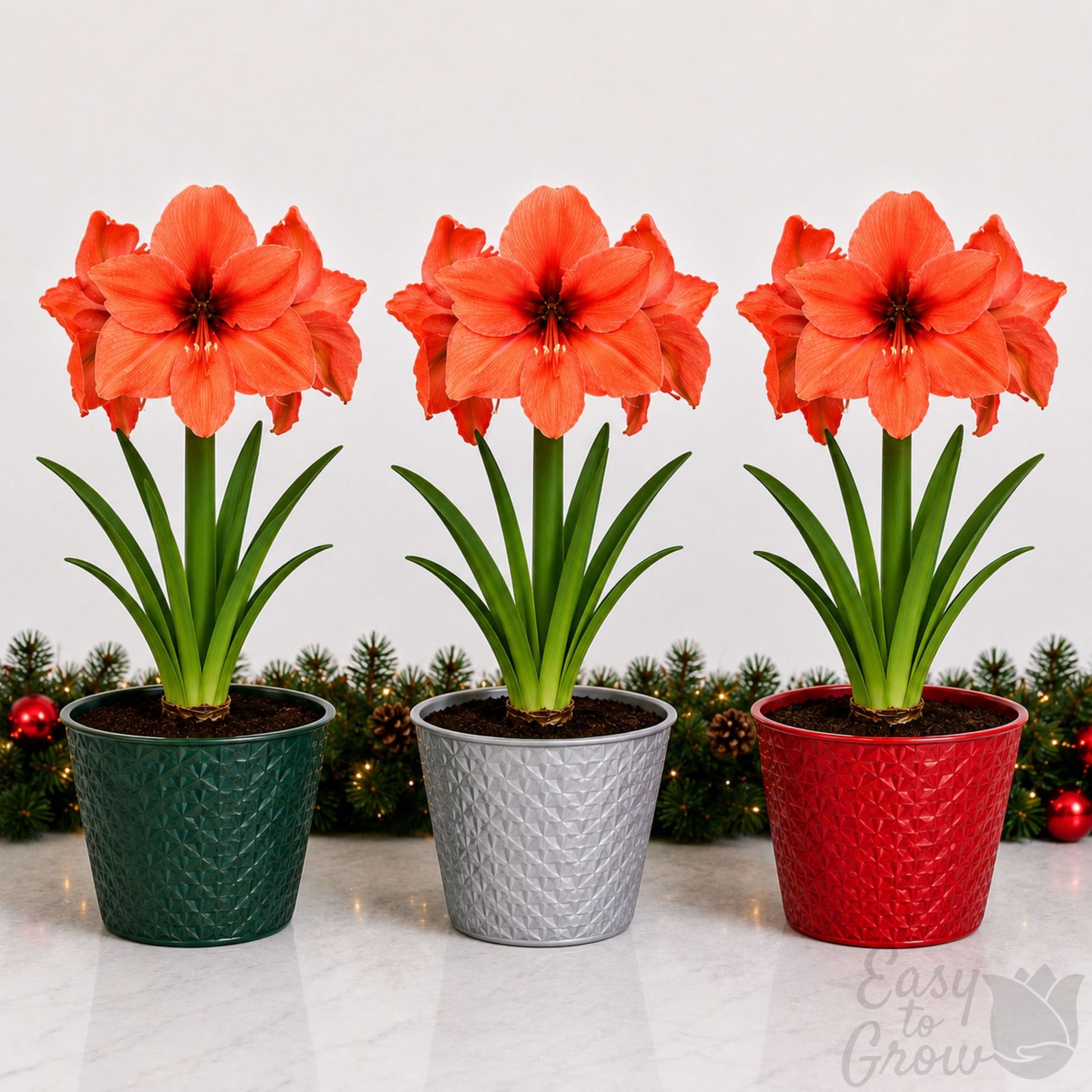 amaryllis desire blooming in a gift pot
