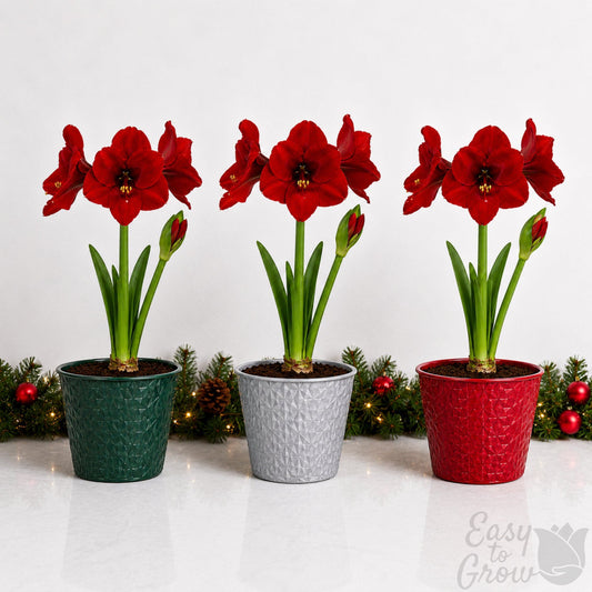 amaryllis ferrari blooming in a gift pot