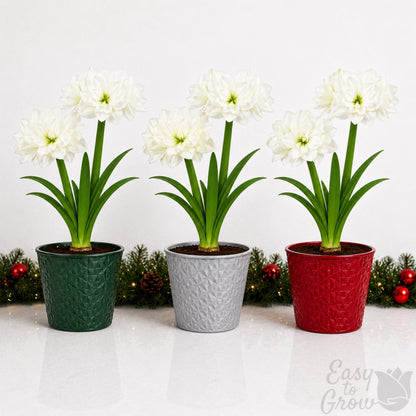 amaryllis marquis blooming in a gift pot