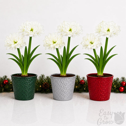 amaryllis marquis blooming in a gift pot