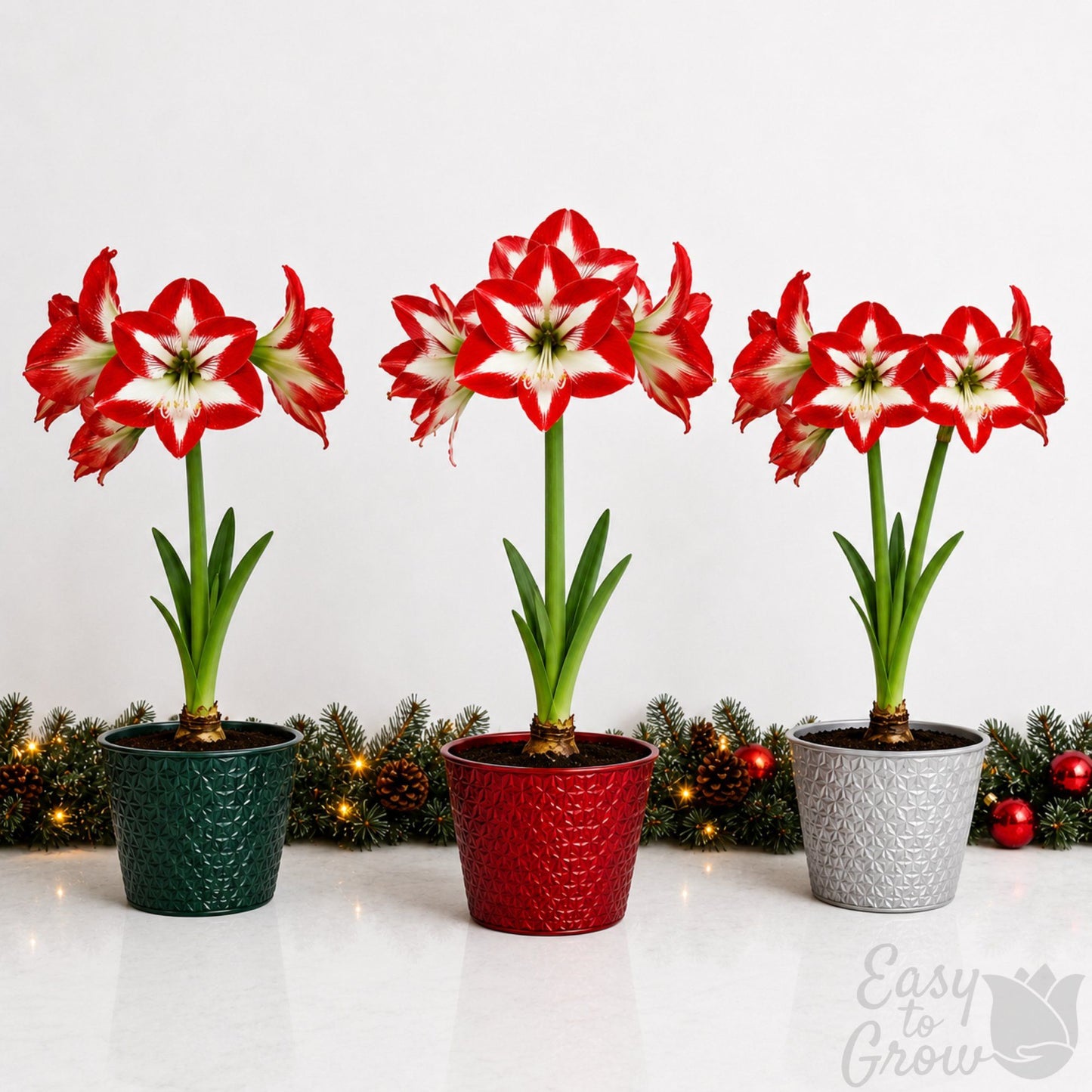 amaryllis stargazer blooming in a gift pot