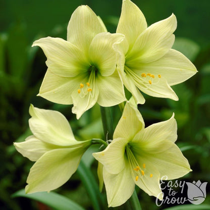 light green-yellow blooms of amaryllis lemon lime